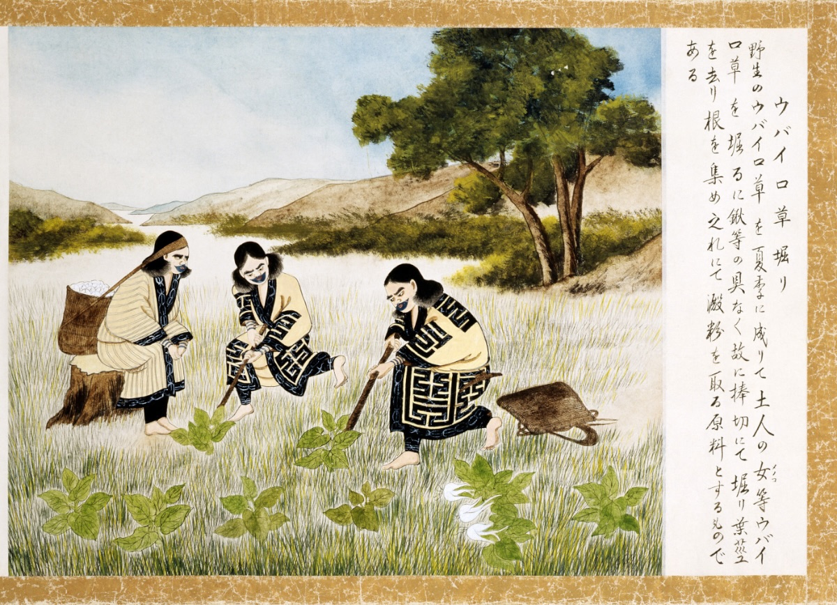 アイヌの人々が草を掘り採る様子を描いた風俗絵巻