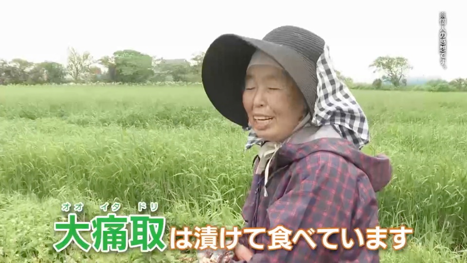 草地で話す女性。字幕「大痛取は漬けて食べています」